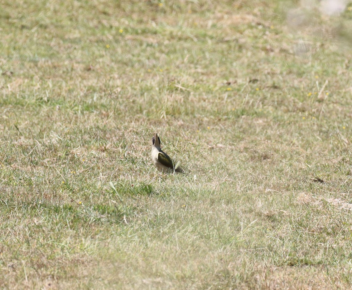 Eurasian Green Woodpecker - ML638058130