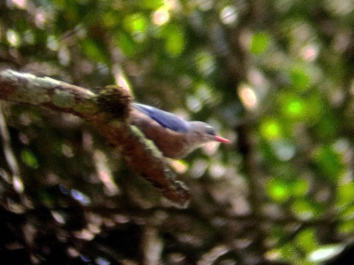 Velvet-fronted Nuthatch - ML638058131
