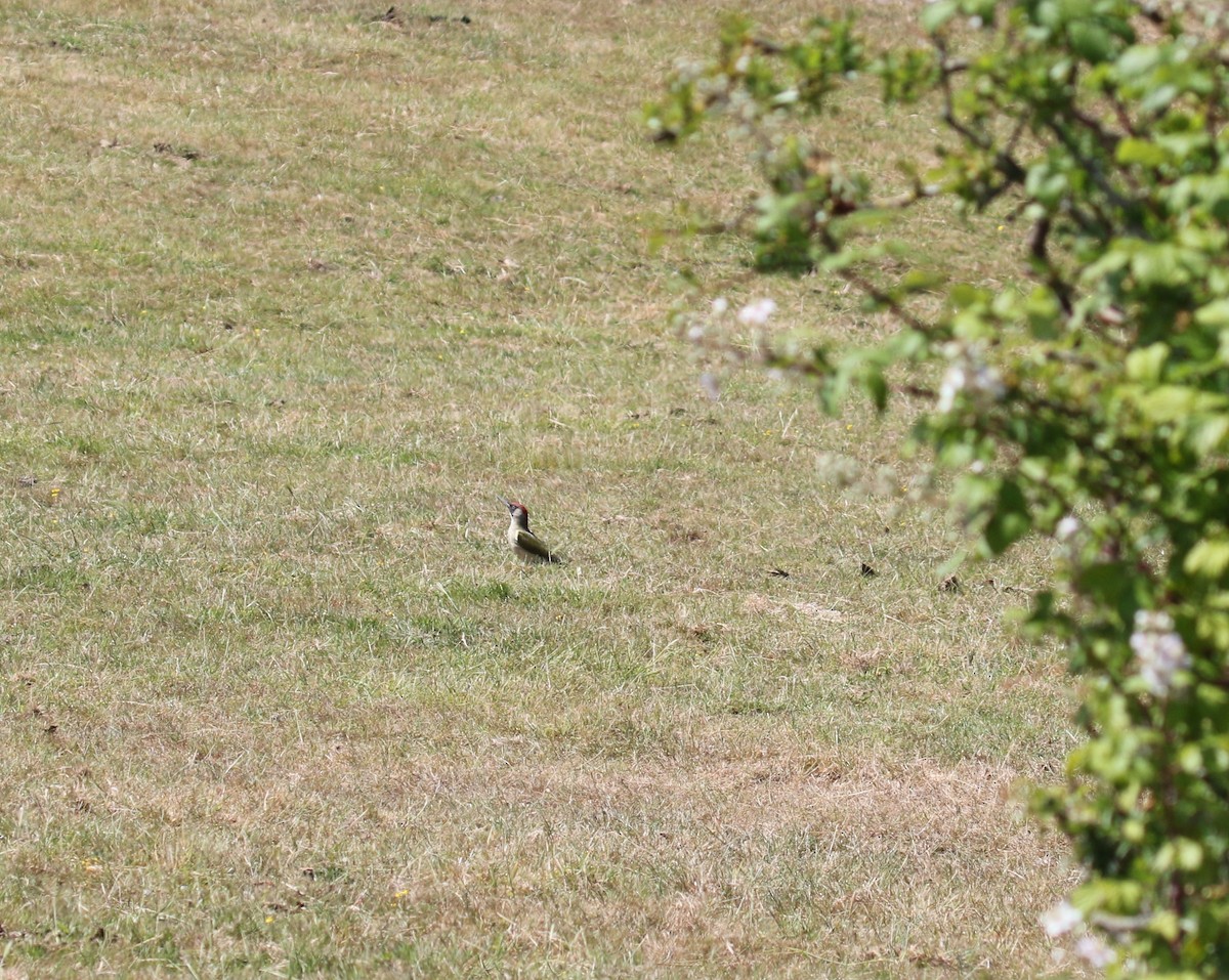 Eurasian Green Woodpecker - ML638058136