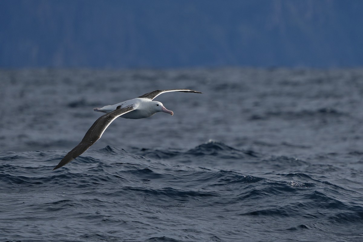 Southern Royal Albatross - ML638058142