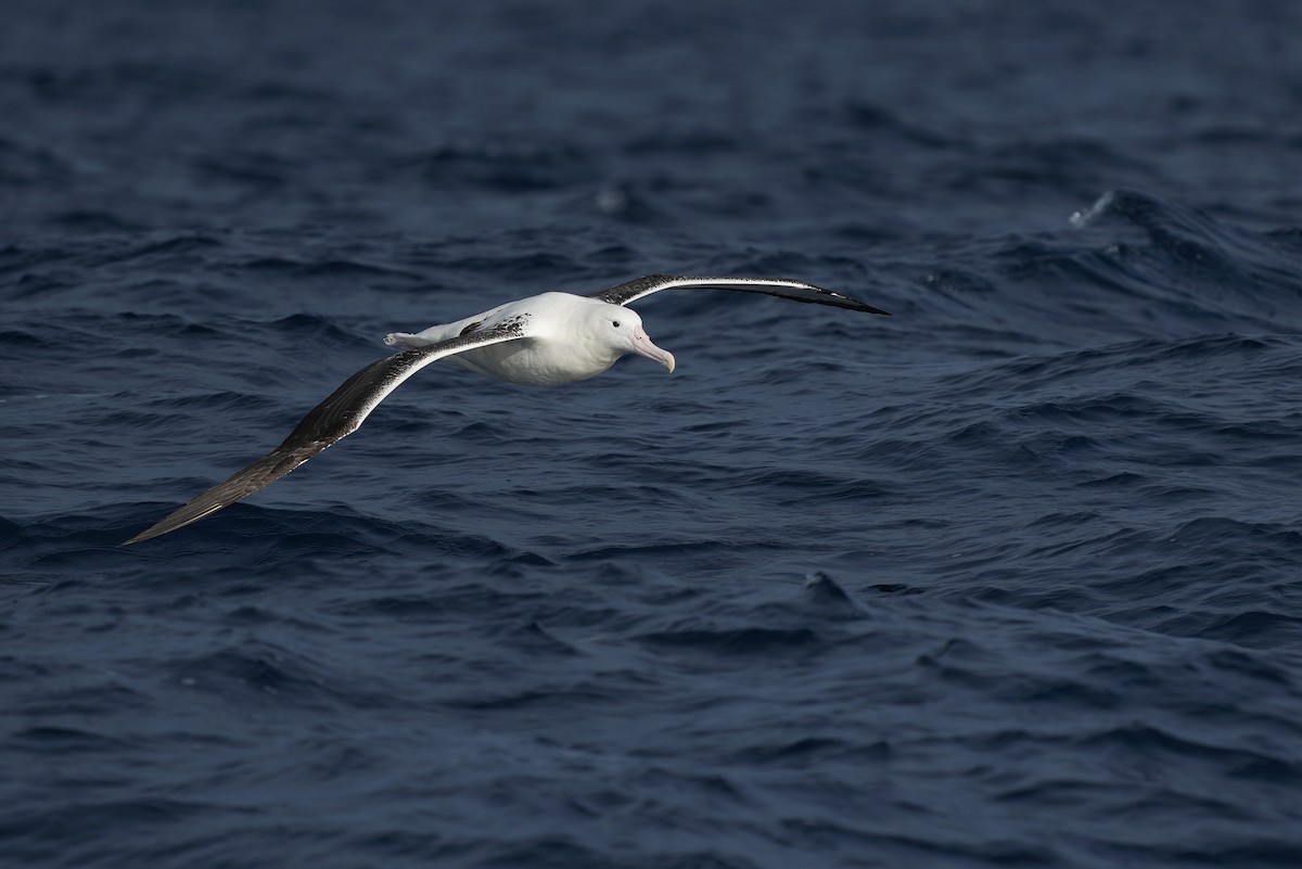 Southern Royal Albatross - ML638058144