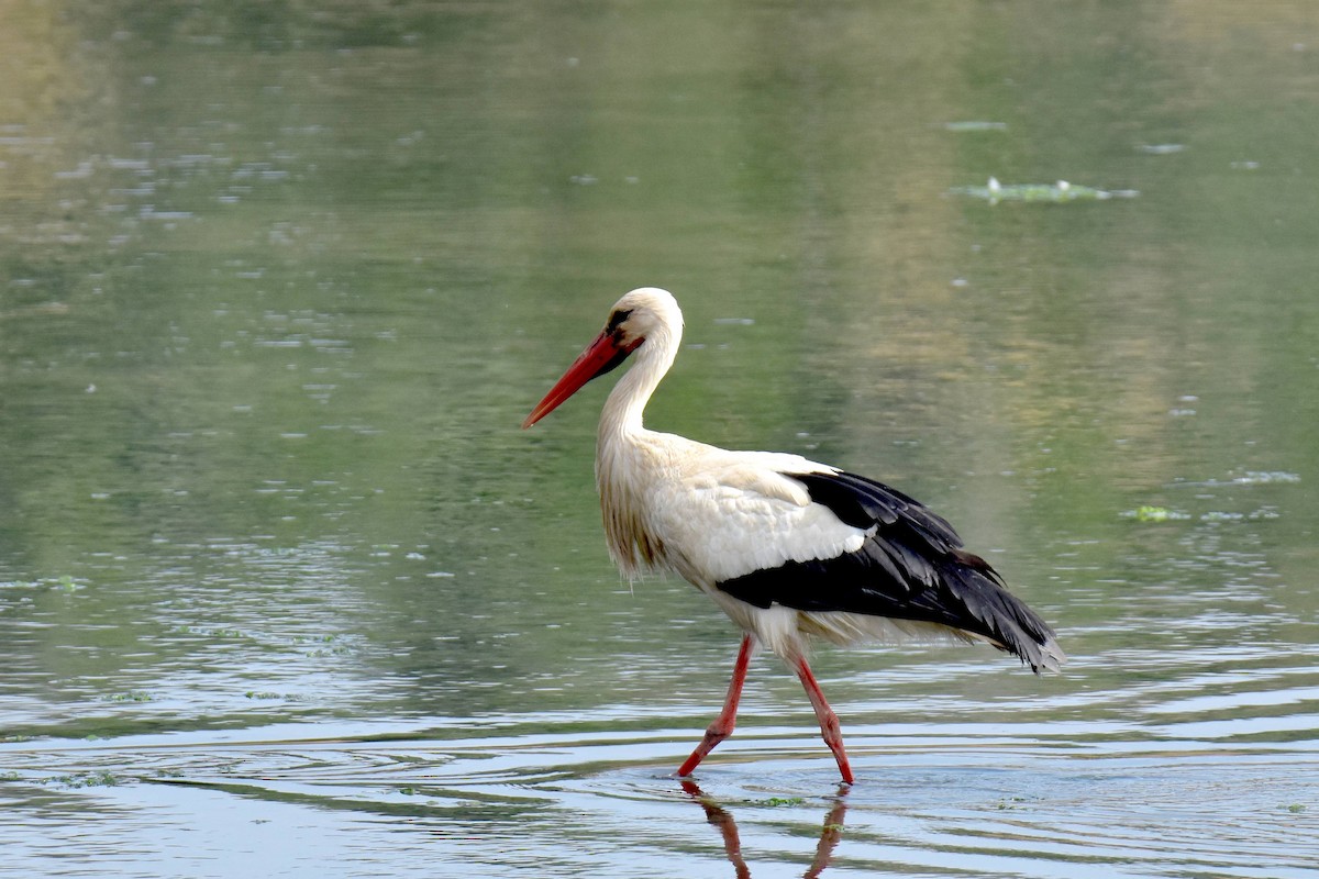 White Stork - ML638058149