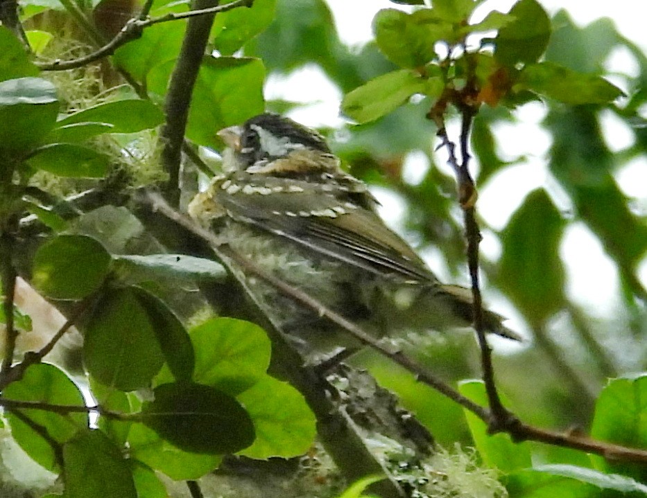Black-headed Grosbeak - ML638058164