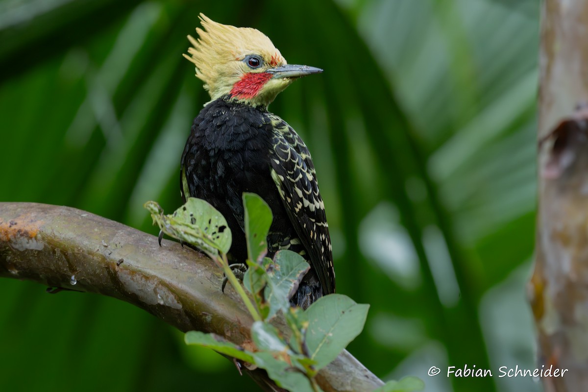 Blond-crested Woodpecker - ML638058167