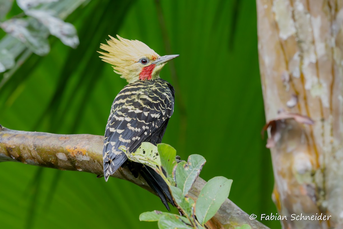 Blond-crested Woodpecker - ML638058168