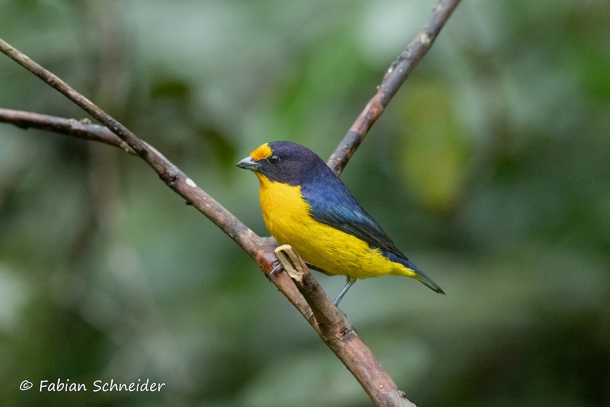 Violaceous Euphonia - ML638058177