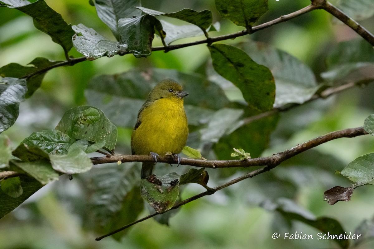 Violaceous Euphonia - ML638058178
