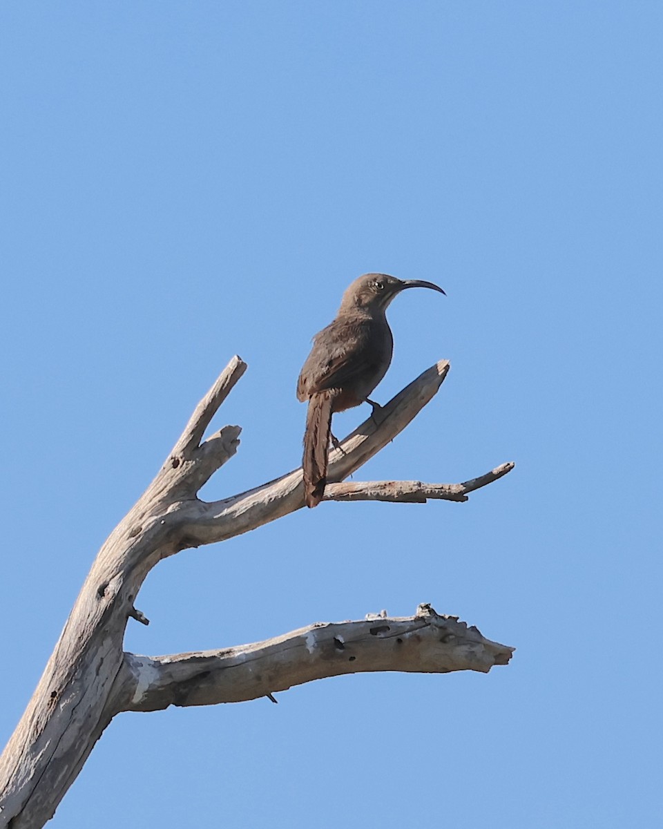 Crissal Thrasher - ML638058179