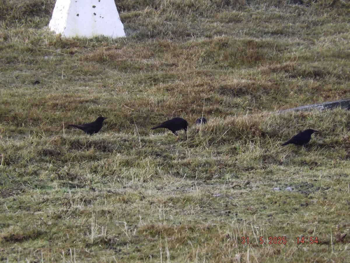 Austral Blackbird - ML638058185