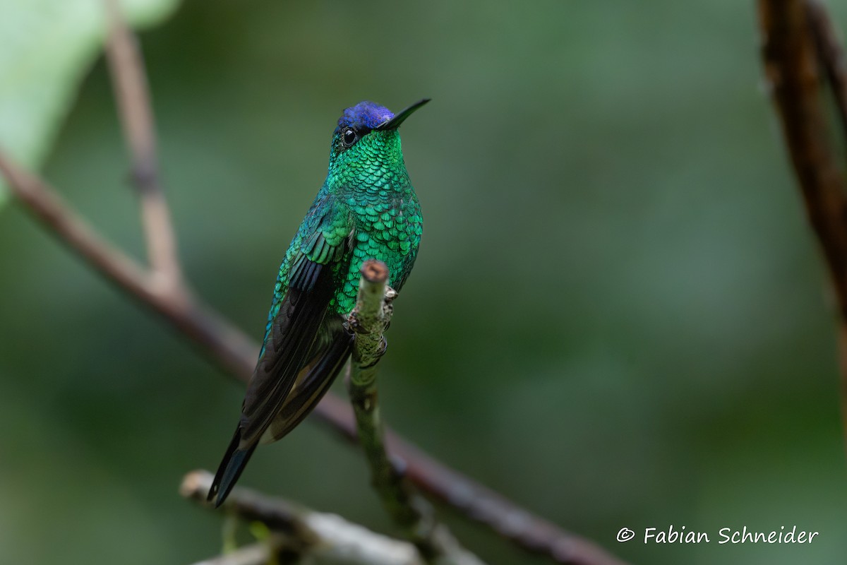 Violet-capped Woodnymph - ML638058187