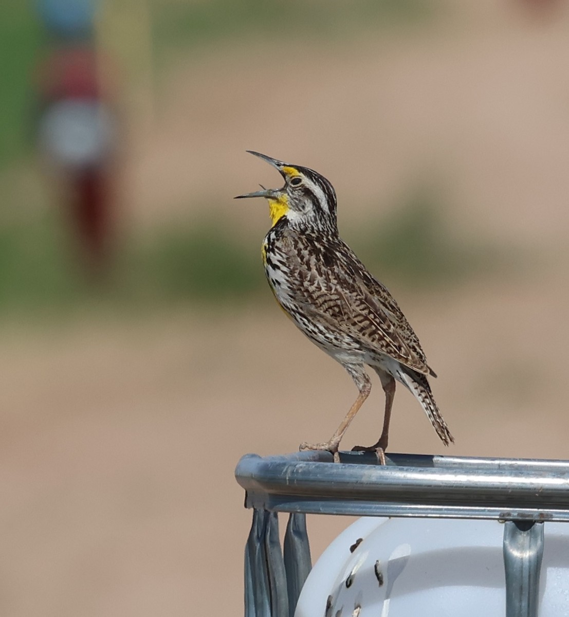 Sturnella meadowlark sp. - ML638058192