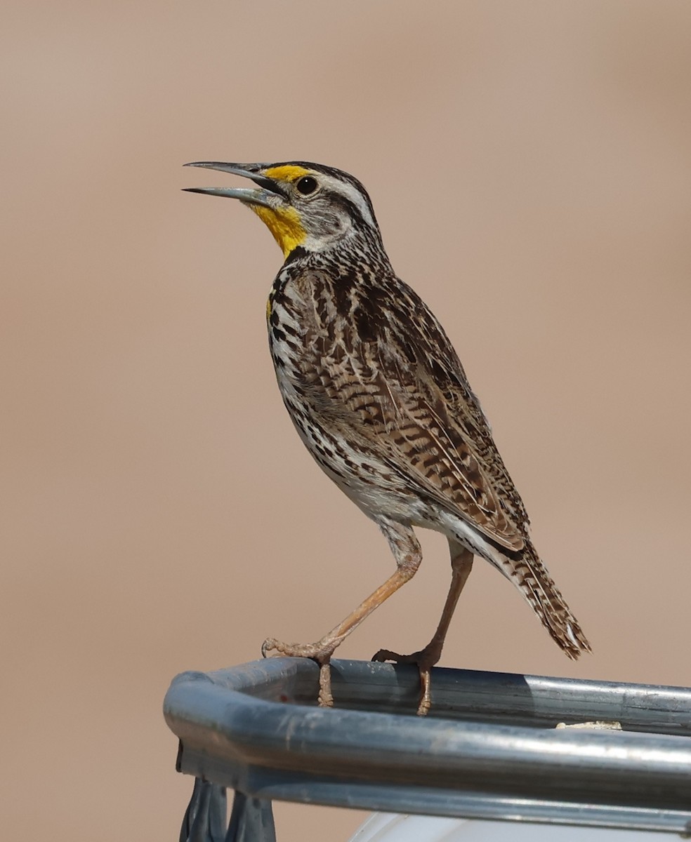 Sturnella meadowlark sp. - ML638058195