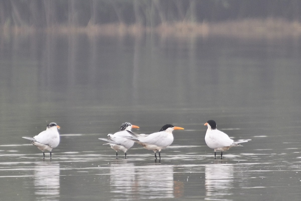 West African Crested Tern - ML638058198