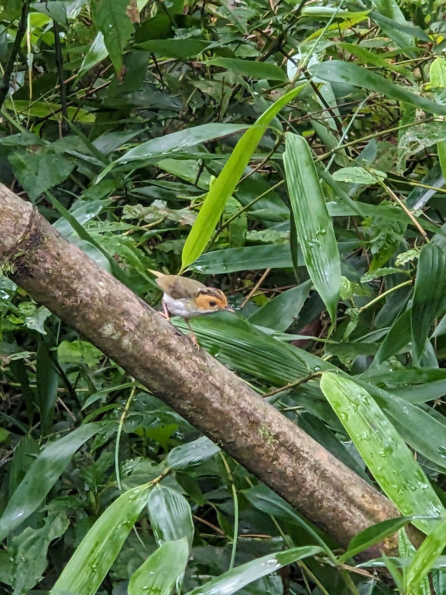 Rufous-faced Warbler - ML638058206