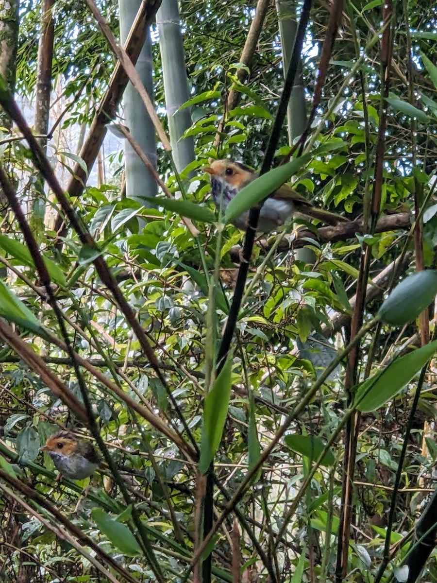Rufous-faced Warbler - ML638058208