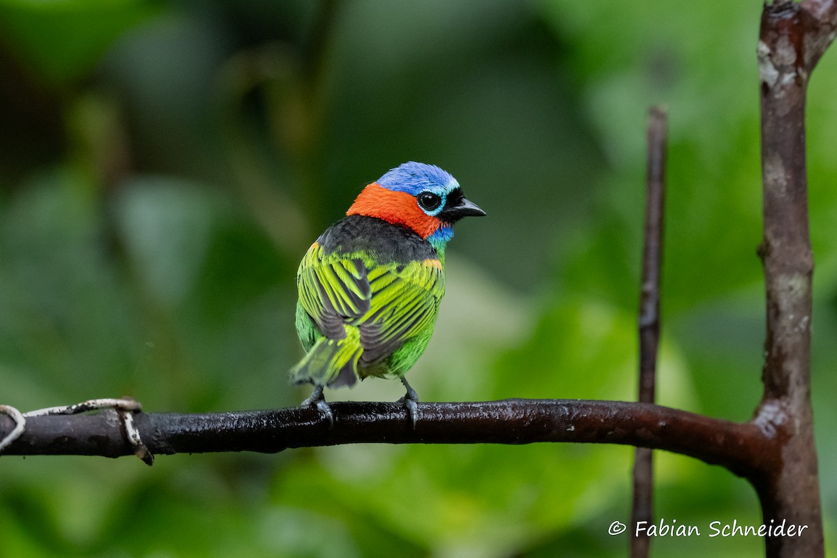 Red-necked Tanager - ML638058216