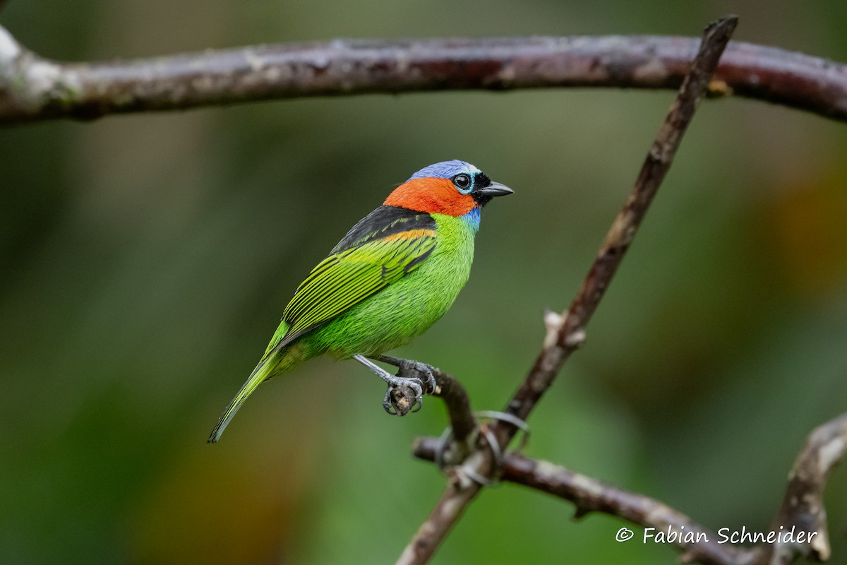 Red-necked Tanager - ML638058220