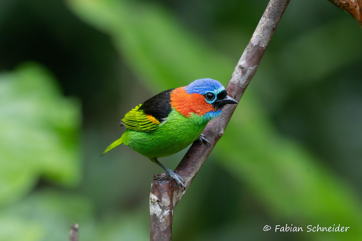 Red-necked Tanager - ML638058221