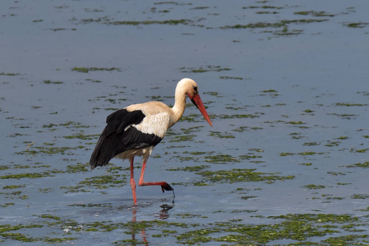 White Stork - ML638058246