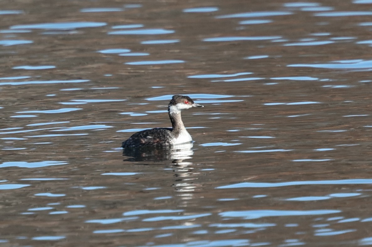 Horned Grebe - ML638058311