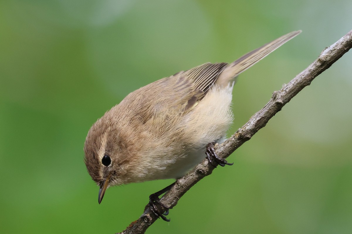Mountain Chiffchaff - ML638058312
