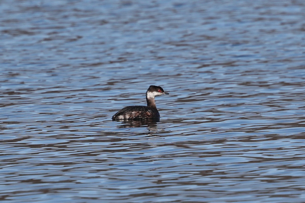 Horned Grebe - ML638058317