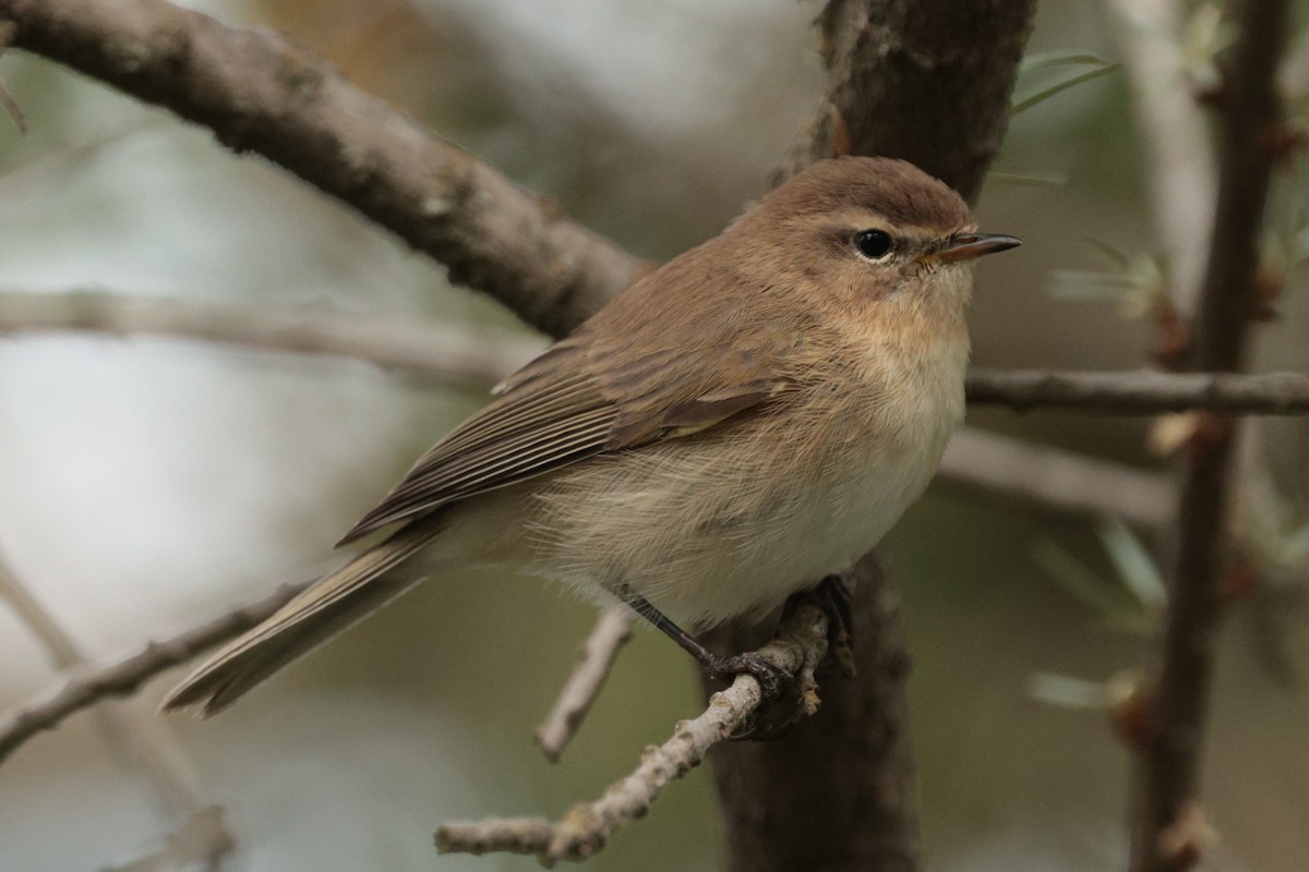 Mountain Chiffchaff - ML638058320