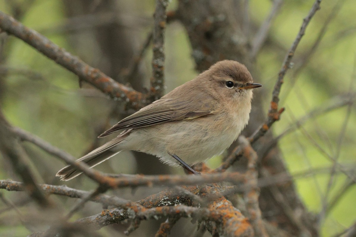 Mountain Chiffchaff - ML638058321