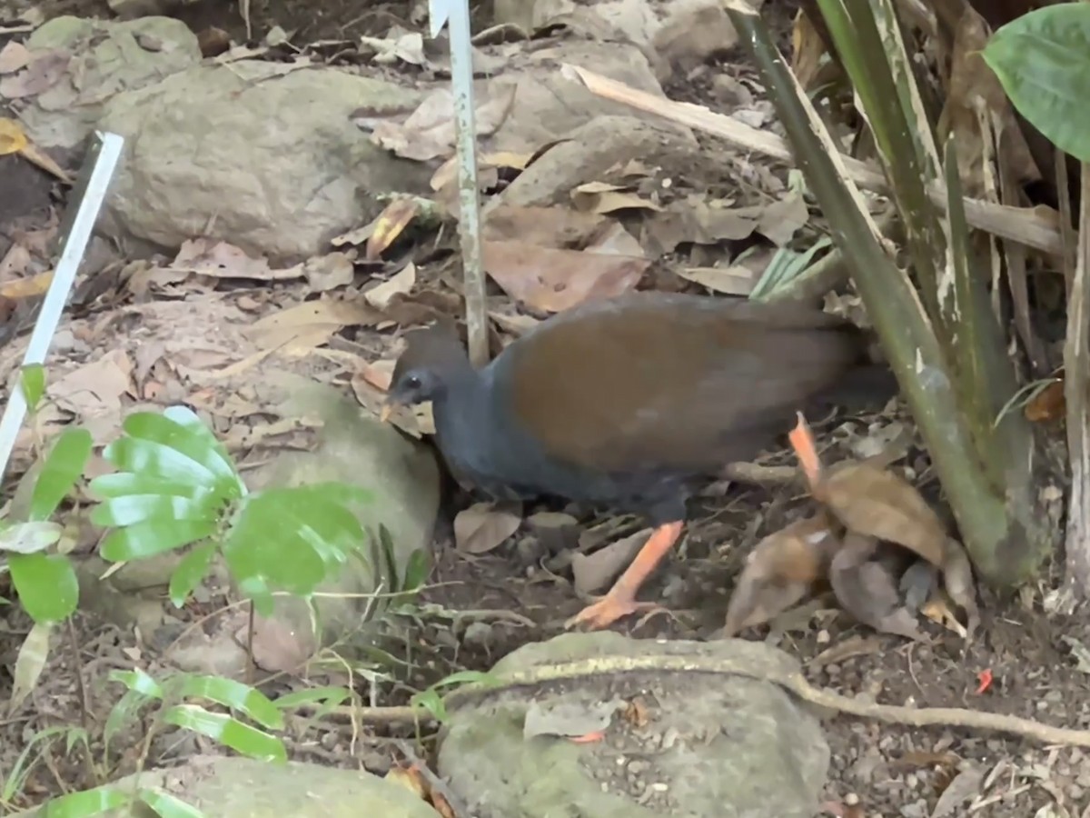 Orange-footed Megapode - ML638058325