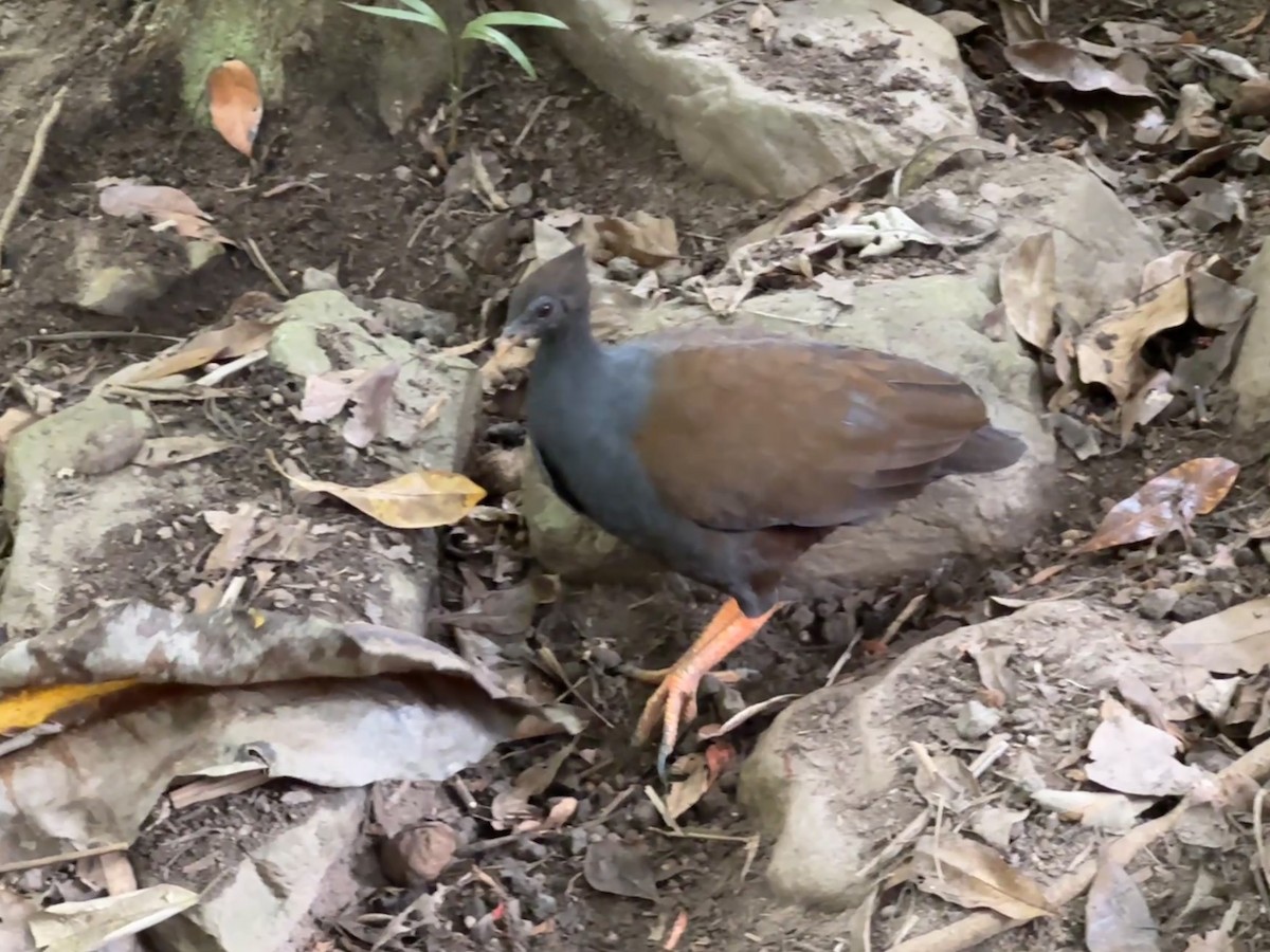 Orange-footed Megapode - ML638058327