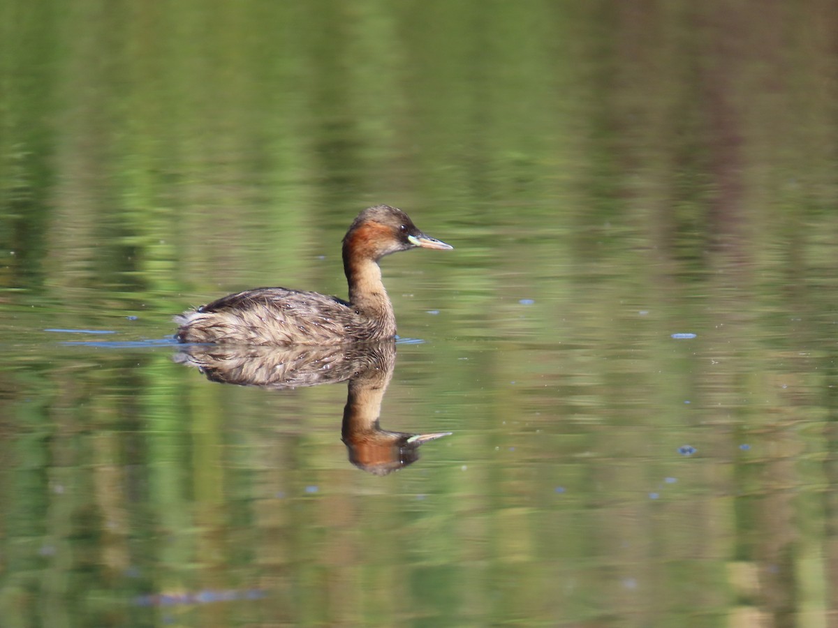 Little Grebe - ML638058360