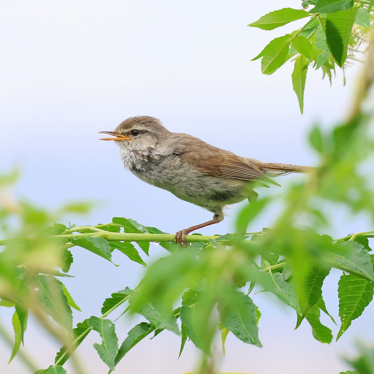 Japanese Bush Warbler - ML638058374