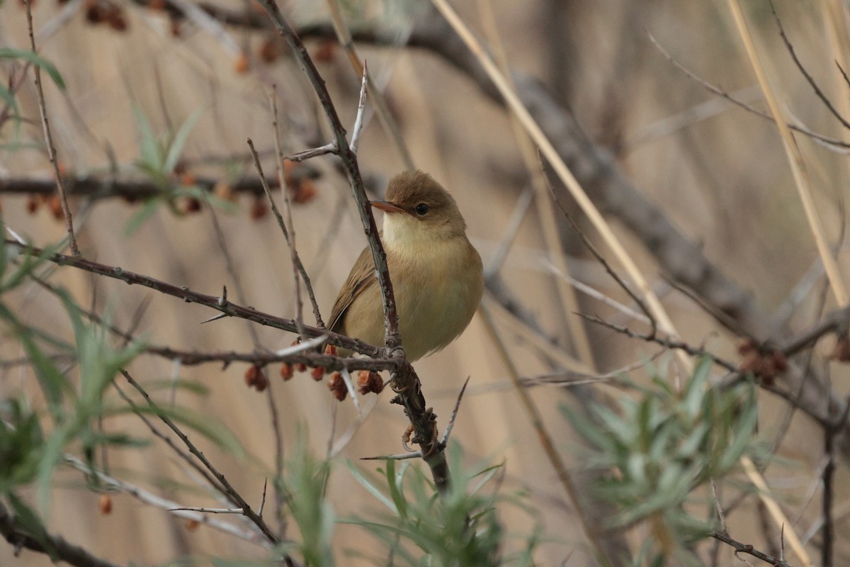 Marsh Warbler - ML638058409