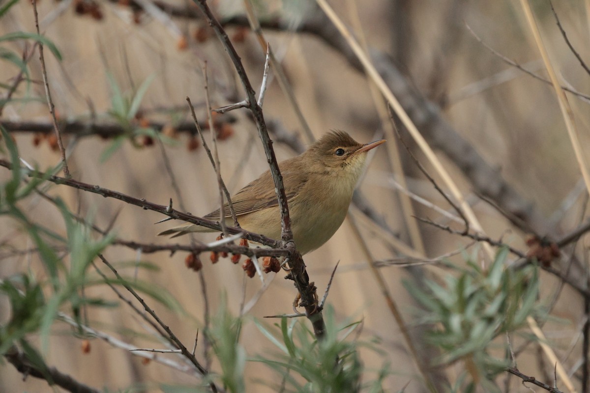 Marsh Warbler - ML638058410