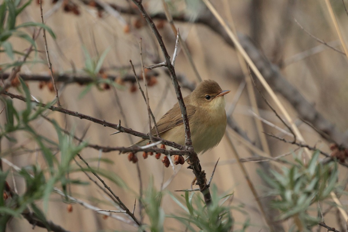 Marsh Warbler - ML638058411