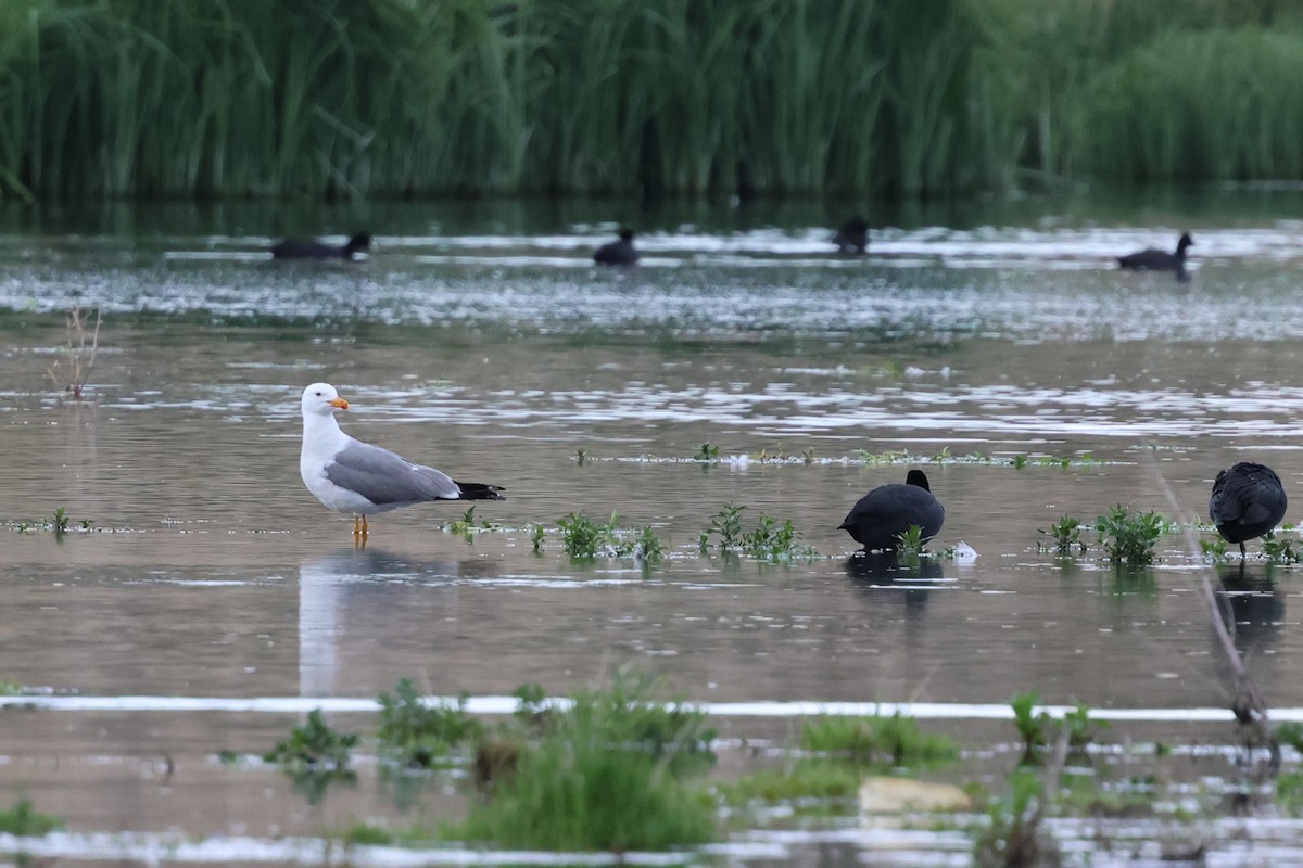 Armenian Gull - ML638058422