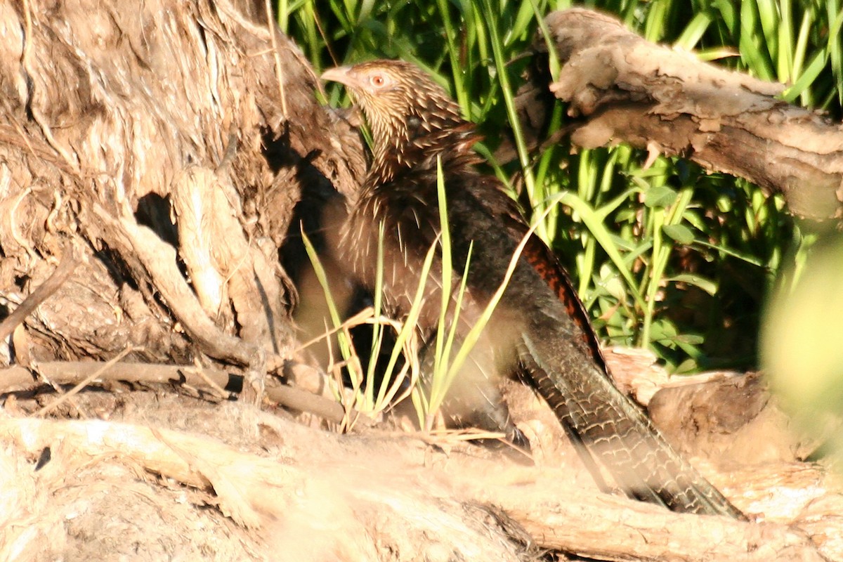 Pheasant Coucal - ML638058447