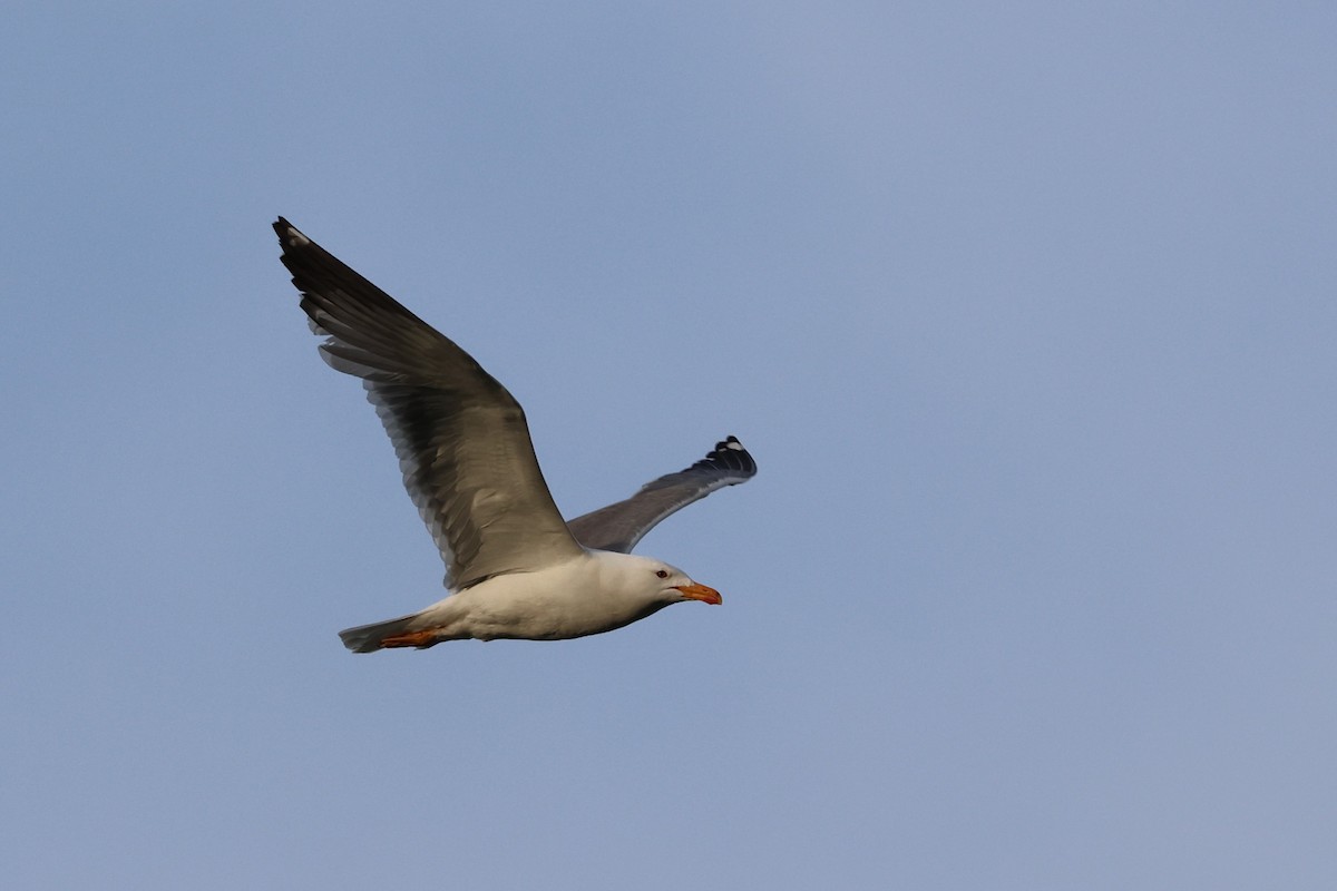 Armenian Gull - ML638058482