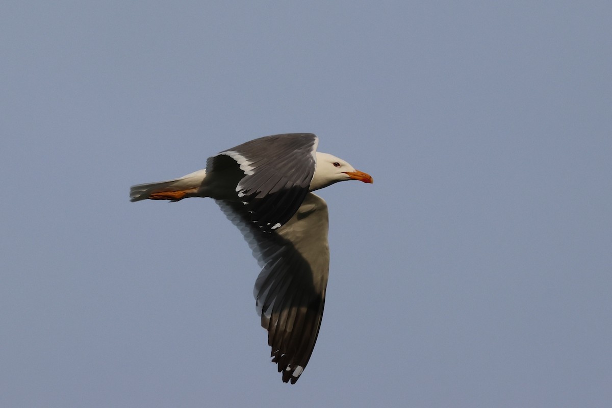 Armenian Gull - ML638058483