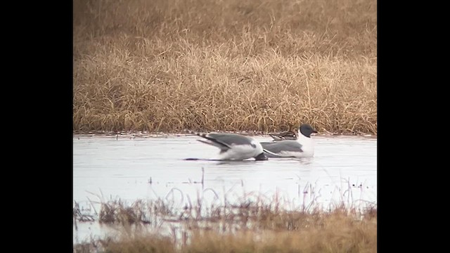 Sabine's Gull - ML638058554