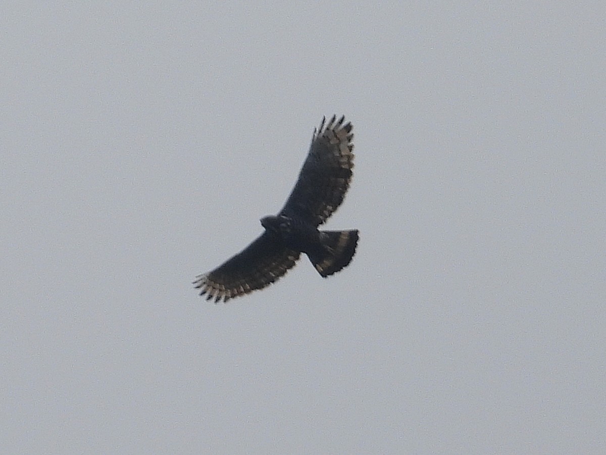 Changeable Hawk-Eagle - ML638058591