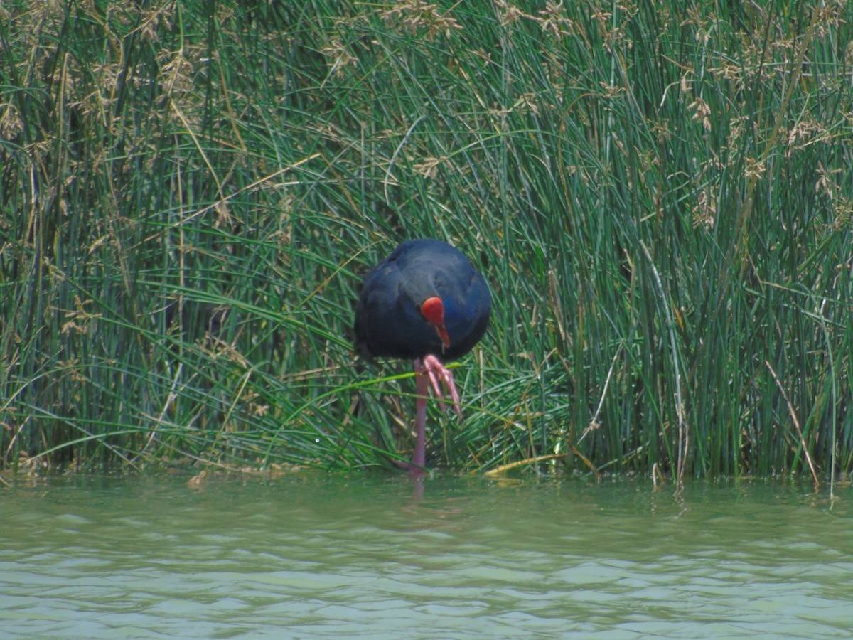 Western Swamphen - ML638058620