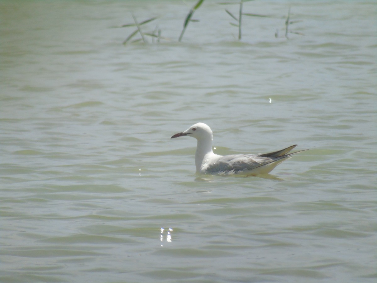 Slender-billed Gull - ML638058640