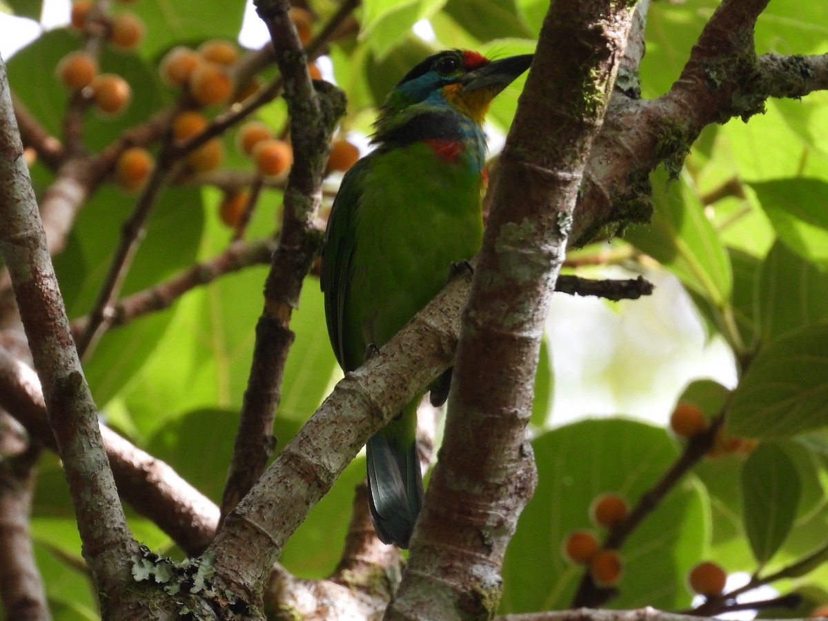 Black-browed Barbet - ML638058641