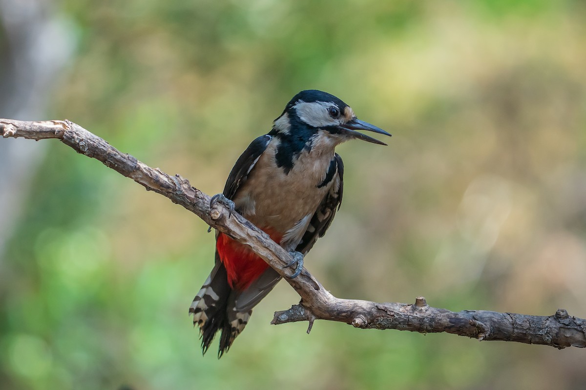Great Spotted Woodpecker - ML638058643