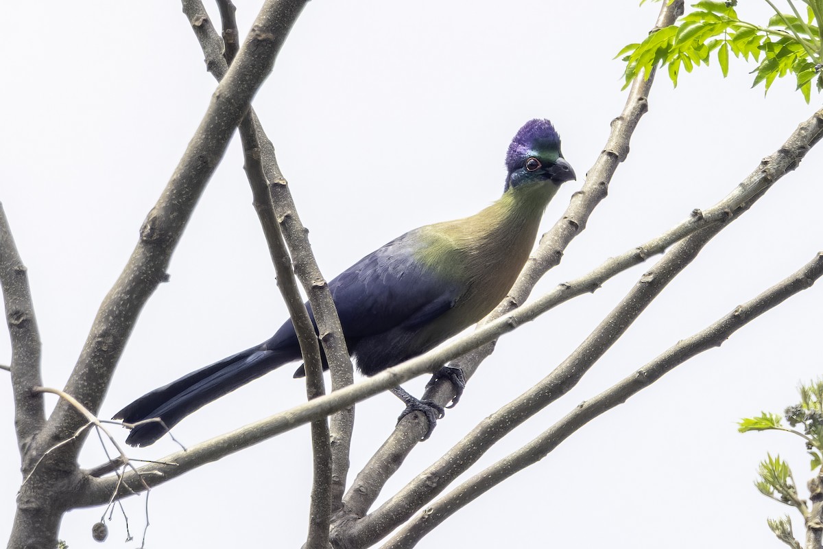 Purple-crested Turaco - ML638058645