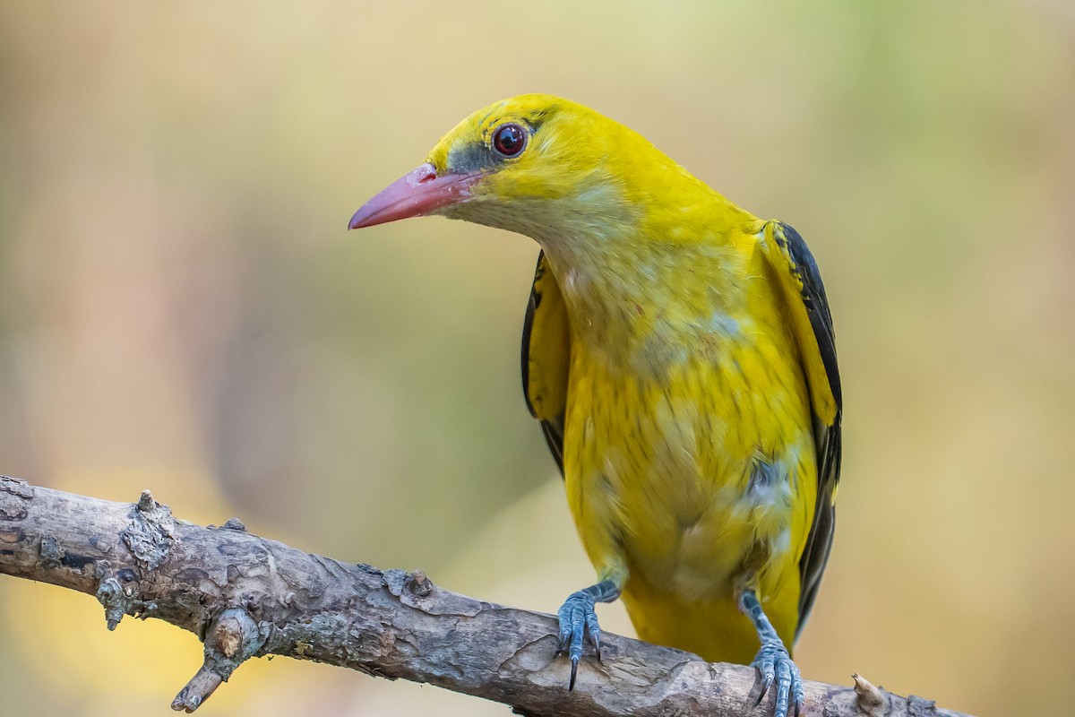 Eurasian Golden Oriole - ML638058650