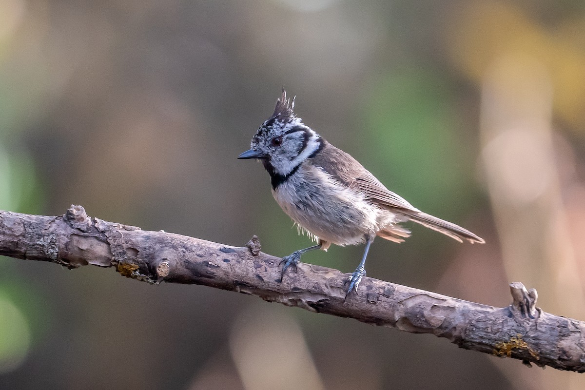 Crested Tit - ML638058663