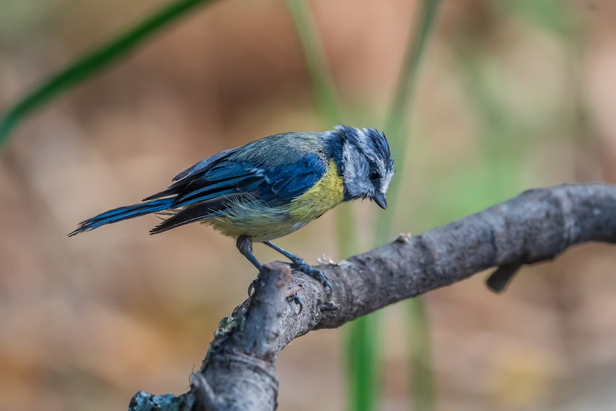 Eurasian Blue Tit - ML638058673