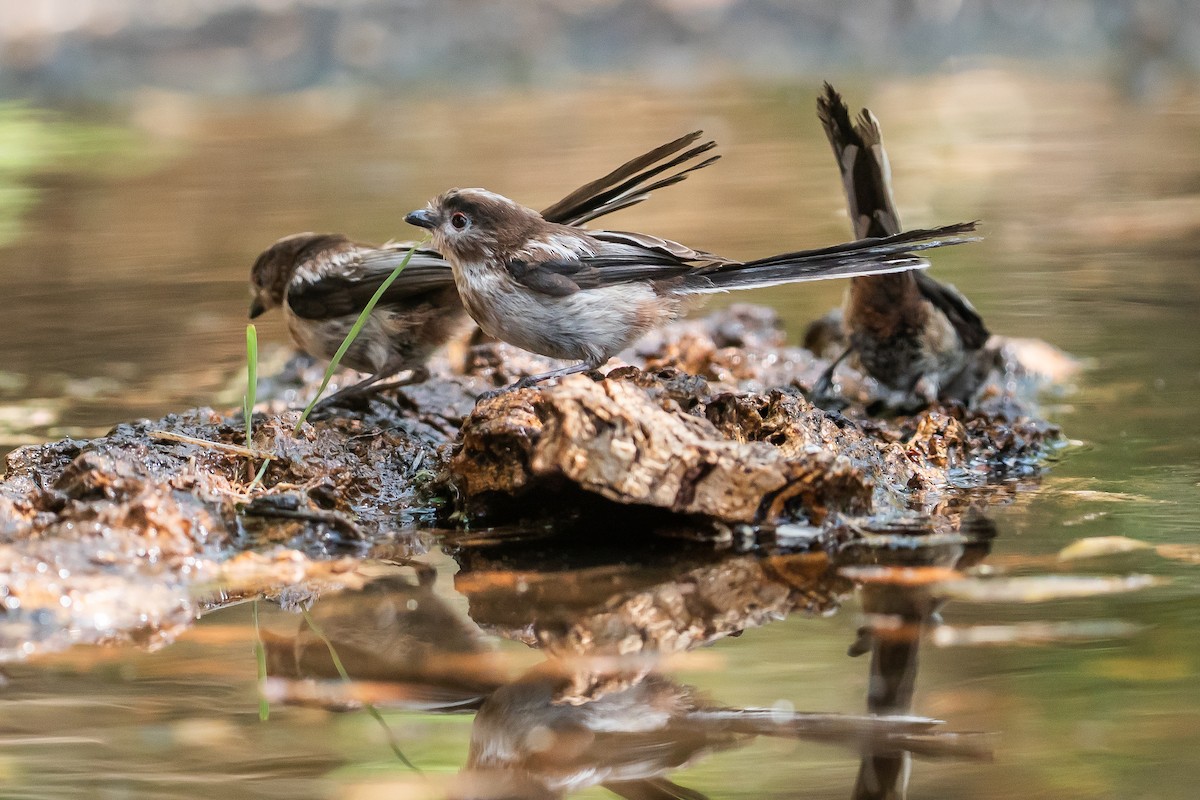 Long-tailed Tit - ML638058680